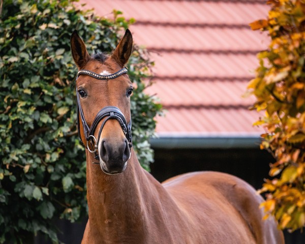 dressage horse Stute von Baccardi's Best / Lissaro (Westphalian, 2021, from Baccardi’s Best)