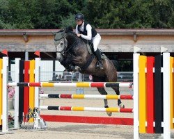 jumper Attila 637 (German Sport Horse, 2016, from Actender)