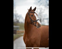 jumper Viscerado's Floyd (Hanoverian, 2019, from Viscerado)