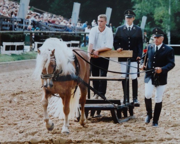 Deckhengst Nachtmann (6,25% ox) (Edelbluthaflinger, 1998, von Nastral)