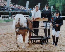 stallion Nachtmann (6,25% ox) (Edelbluthaflinger, 1998, from Nastral)