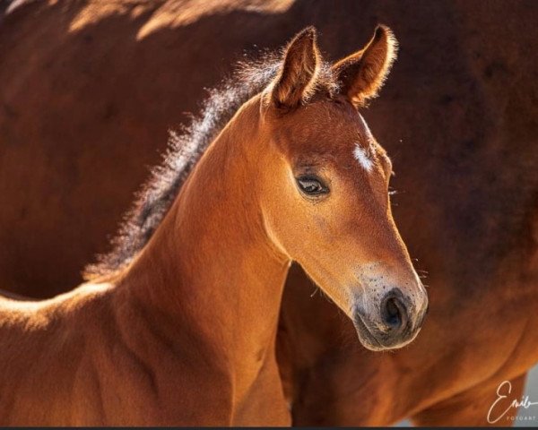 jumper Simba VJ (Luxembourg horse, 2021, from Soberano)