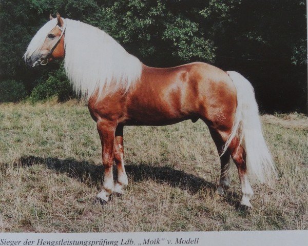 stallion Moik (6,25% ox) (Edelbluthaflinger, 1991, from Modell 84)