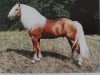 stallion Moik (6,25% ox) (Edelbluthaflinger, 1991, from Modell 84)