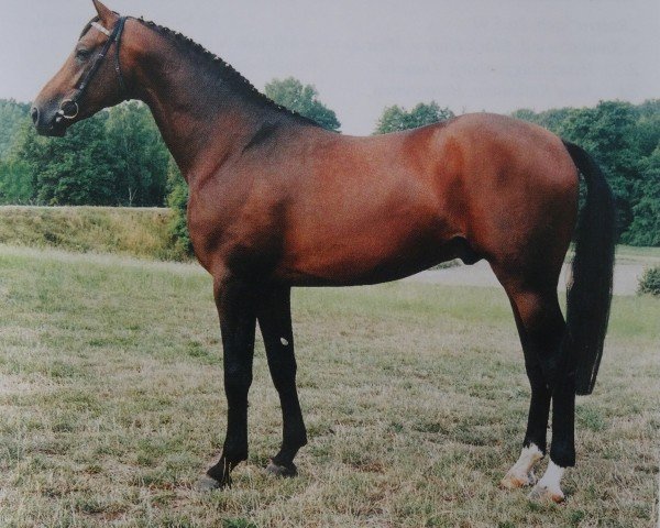 stallion Piskator (Westphalian, 1991, from Pinocchio)