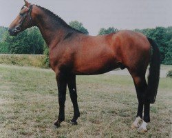 stallion Piskator (Westphalian, 1991, from Pinocchio)