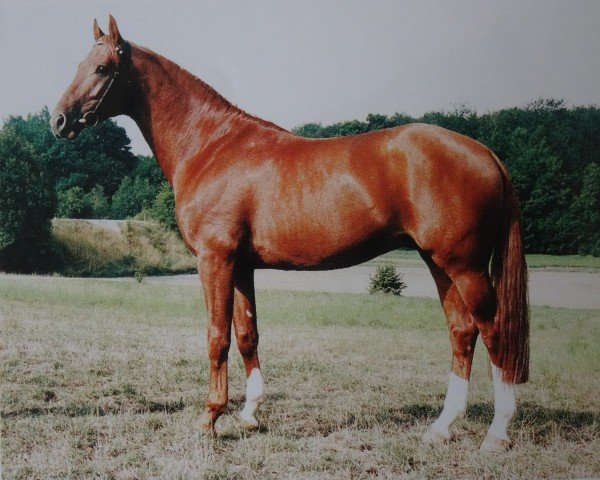 Deckhengst Grafensteiner (Westfale, 1991, von Granikos)