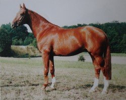 stallion Grafensteiner (Westphalian, 1991, from Granikos)