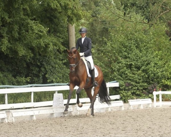 dressage horse Feuerball 83 (Oldenburg, 2017, from Fürstenball)