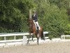 dressage horse Fuerst Anton (Oldenburg, 2017, from Fürstenball)