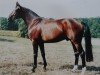 stallion Donnerklang A (Oldenburg, 1990, from Donnerhall)