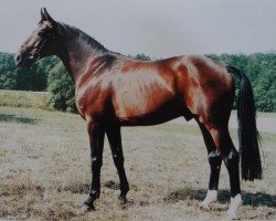 stallion Donnerklang A (Oldenburg, 1990, from Donnerhall)