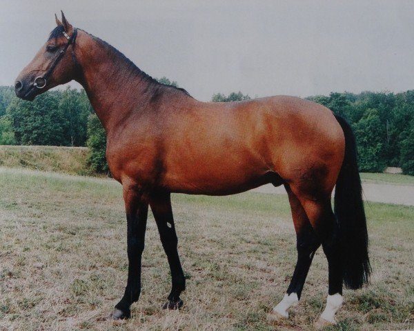 Deckhengst Moravia (Westfale, 1991, von Monsieur AA)