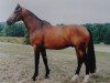 stallion Moravia (Westphalian, 1991, from Monsieur AA)