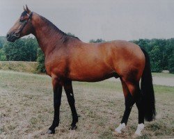 stallion Moravia (Westphalian, 1991, from Monsieur AA)