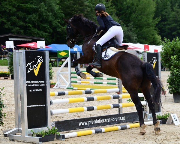 jumper Dal Vecchio (Hanoverian, 2012)