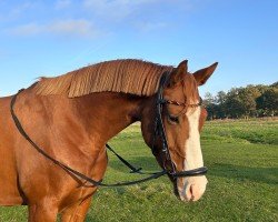 jumper Vianna Castella (Hanoverian, 2020, from Viscerado)