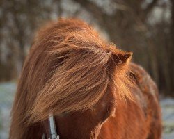 horse Heaven‘s Light Harry R (Shetland Pony, 2016)