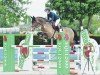 jumper Sancentina (Oldenburg show jumper, 2009, from Sanvaro)