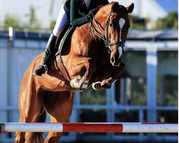 broodmare Charamba (Oldenburg show jumper, 2009, from Chacco-Blue)