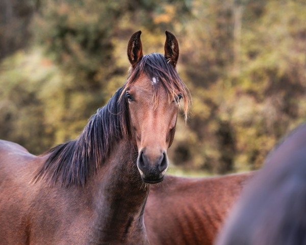 dressage horse Hengst von Diamond Deluxe / Lissaro (Westphalian, 2023, from Diamond Deluxe 3)