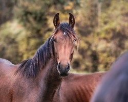 dressage horse Hengst von Diamond Deluxe / Lissaro (Westphalian, 2023, from Diamond Deluxe)