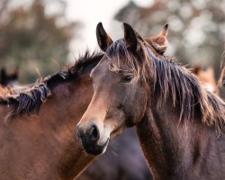 dressage horse Stute von Diamond Deluxe (Westphalian, 2022, from Diamond Deluxe)