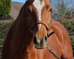 dressage horse Andra (Oldenburg, 2019, from For Romance I)