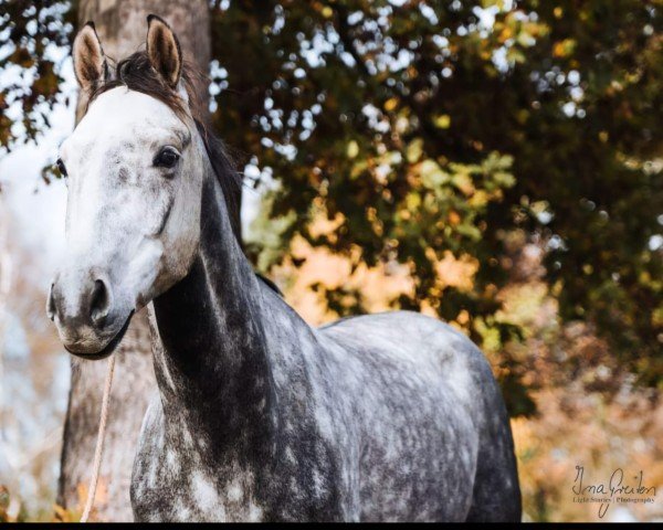 Springpferd Kensington (KWPN (Niederländisches Warmblut), 2015, von Colestus)