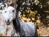 jumper Kensington (KWPN (Royal Dutch Sporthorse), 2015, from Colestus)