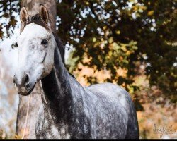 jumper Kensington (KWPN (Royal Dutch Sporthorse), 2015, from Colestus)