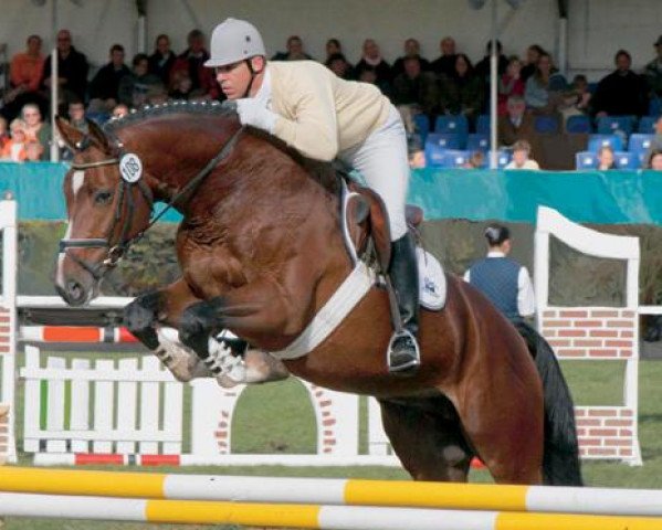 Pferd Uccello (Koninklijk Warmbloed Paardenstamboek Nederland (KWPN), 2001, von Now Or Never M)