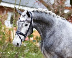 stallion Bellido (Westphalian, 2018, from Pr.H. Bingo Boy)