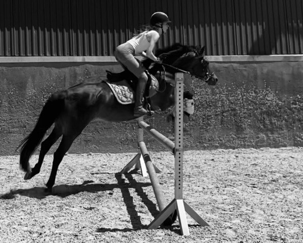 broodmare Mastro's Vandeta (German Riding Pony, 2010, from Wengelo's Nelson)