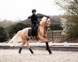 dressage horse FS Dwayn (Nederlands Welsh Ridepony, 2012, from FS Daddy Cool)