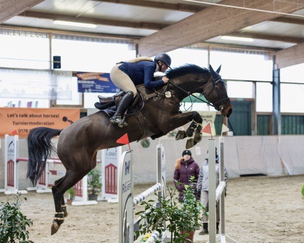 Springpferd Ed on Flight (Oldenburger Springpferd, 2019, von Eldorado vd Zeshoek Tn)