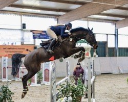 jumper Ed on Flight (Oldenburg show jumper, 2019, from Eldorado vd Zeshoek Tn)