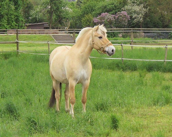 dressage horse Julian (Fjord Horse, 2001, from Jannik Gærum)