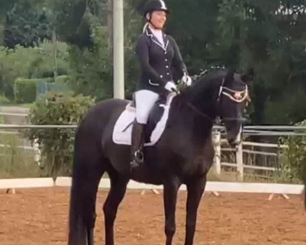dressage horse Domingo 672 (Hanoverian, 2014, from Tannenhof's Download)