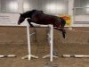 jumper Scalina (Oldenburg show jumper, 2022, from Casallco)