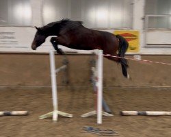 jumper Scalina (Oldenburg show jumper, 2022, from Casallco)