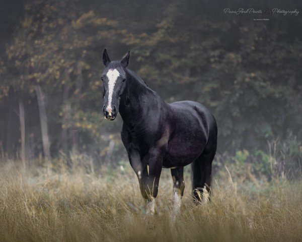 horse Lothar (Alt-Oldenburger / Ostfriesen, 2015, from Liber (Alt-Old))