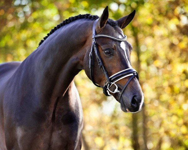 Deckhengst Gotcha Utopia (KWPN (Niederländisches Warmblut), 2011, von Glock's Ziesto)