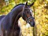 stallion Gotcha Utopia (KWPN (Royal Dutch Sporthorse), 2011, from Glock's Ziesto)