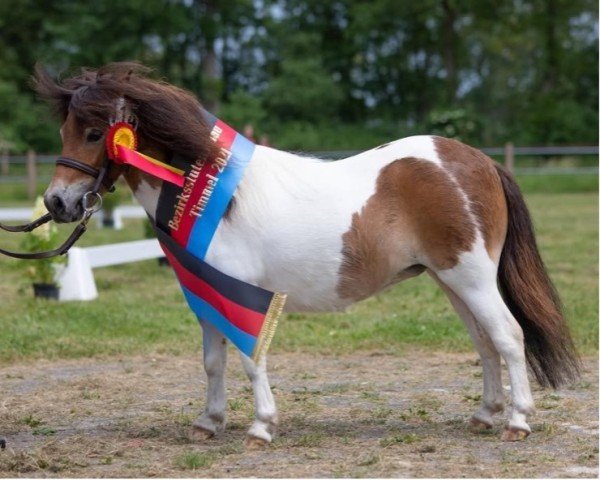 broodmare Krummhörn`s Felizitas (Shetland pony (under 87 cm), 2018, from Gabbertje v.d. Beurshoeck)