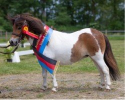 Zuchtstute Krummhörn`s Felizitas (Shetland Pony (unter 87 cm), 2018, von Gabbertje v.d. Beurshoeck)