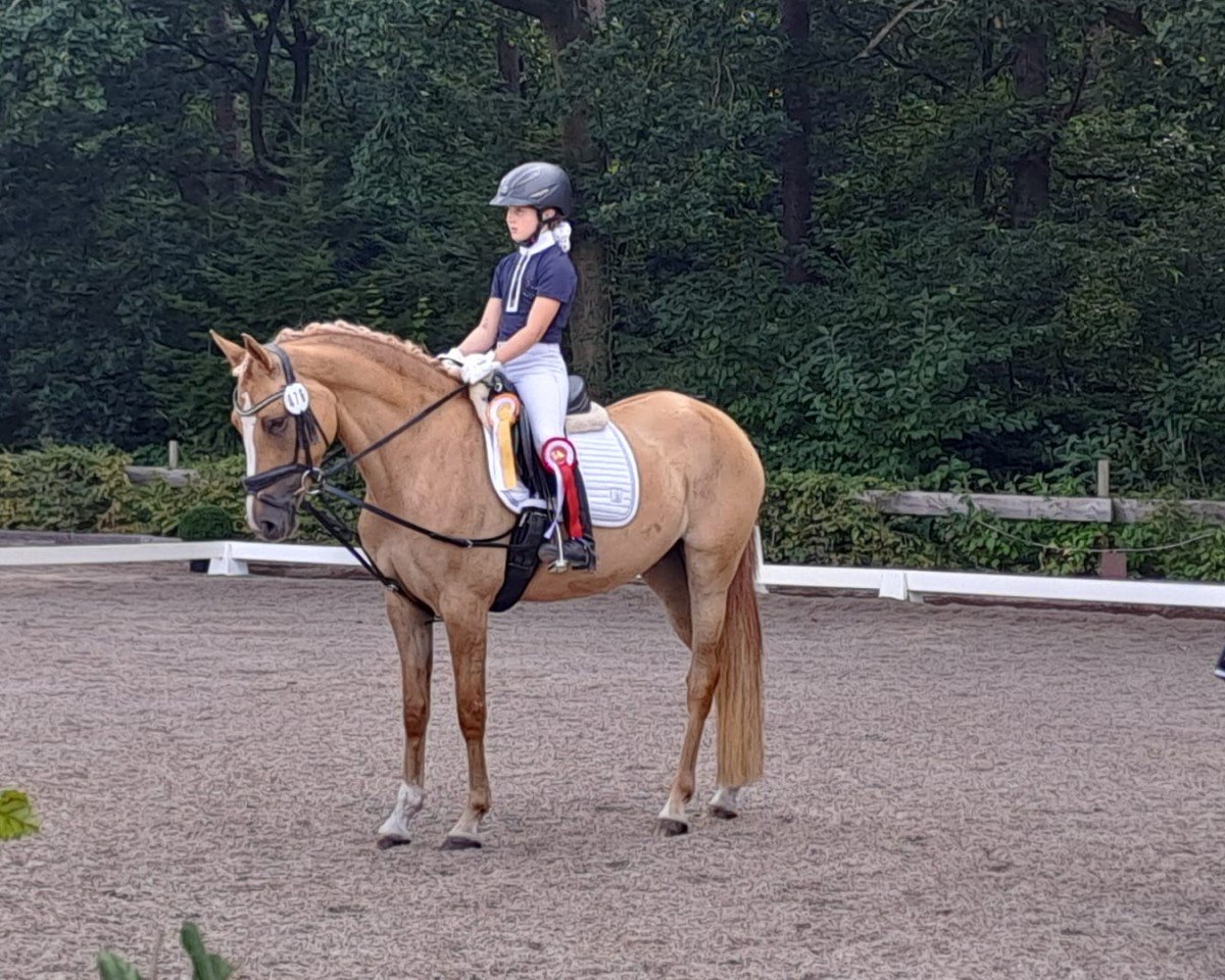 Dressurpferd New Spirit MW (Deutsches Reitpony, 2020, von Dating AT NRW)