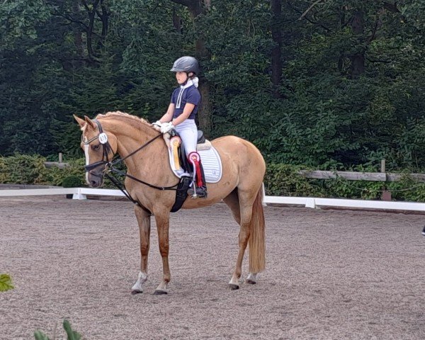 dressage horse New Spirit MW (German Riding Pony, 2020, from Dating AT NRW)