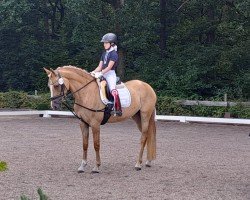 dressage horse New Spirit MW (German Riding Pony, 2020, from Dating AT NRW)