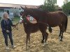 jumper Hicksteads Hero (German Sport Horse, 2019, from Hickstead White)